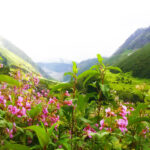 Valley_of_Flower_himalayantrekntour_3